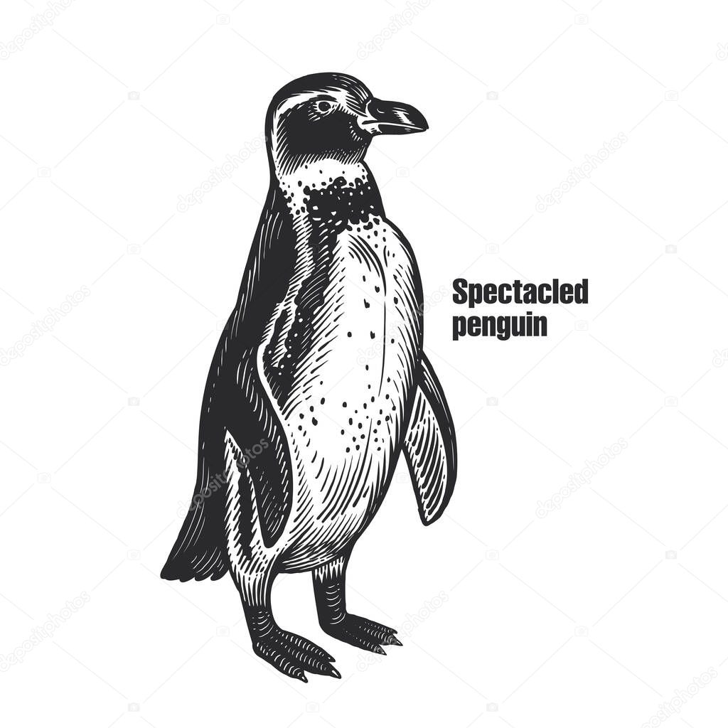 African Spectacled penguin. Waterfowl bird. Black sketch of animal on a white background. Vintage engraving. Vector illustration. Isolated image. Wild life. Natural motive. 