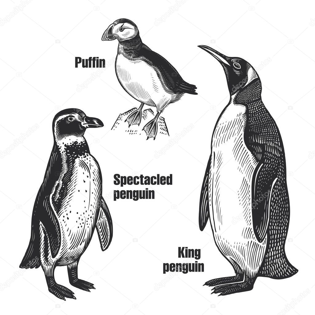 Birds set. Waterfowl birds. African Spectacled penguin, Arctic King penguin and Puffin. Black sketch of animal on a white background. Vintage engraving. Vector illustration. Isolated images. Wildlife