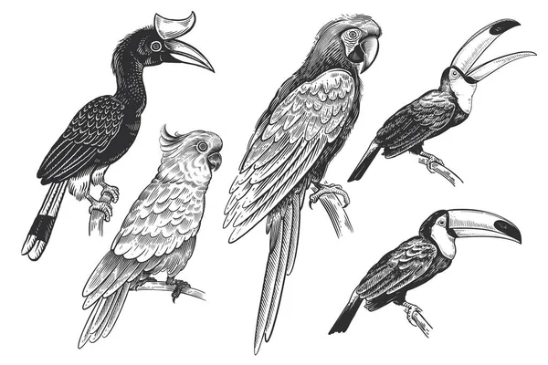 Набір Тропічних Птахів Туканці Папуги Кокосові Горіхи Зображення Ізольовано Білому — стоковий вектор