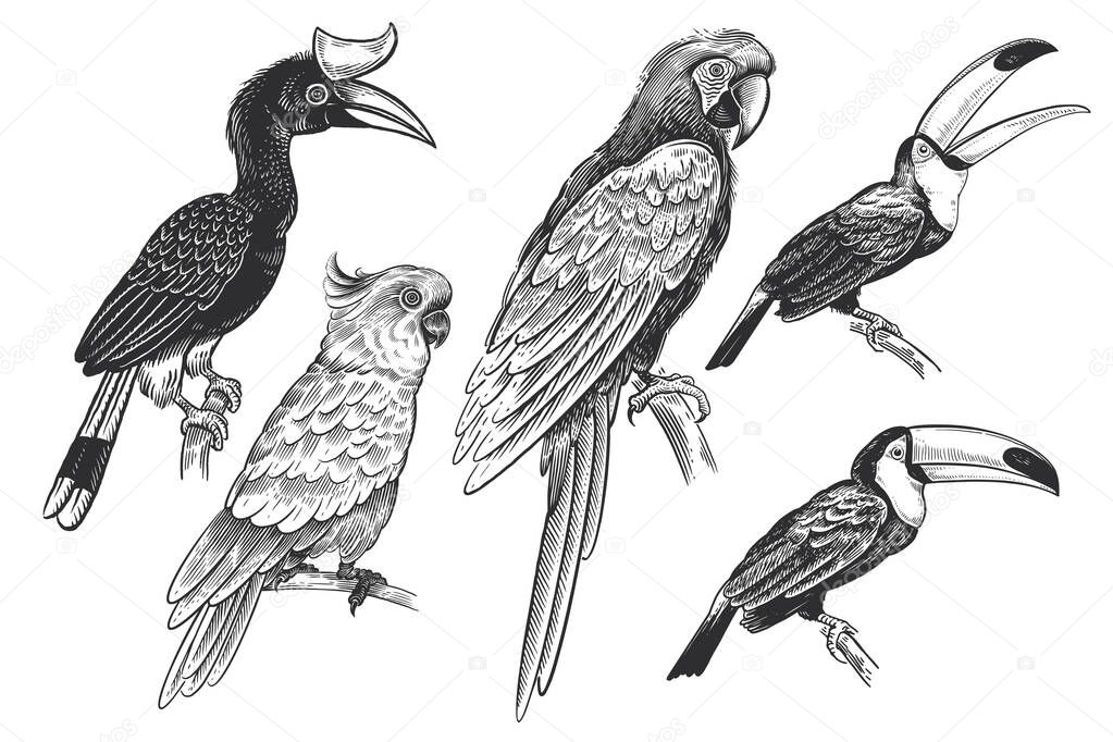 Set of tropical birds. Toucans, parrots and cockatoos. The image is isolated on a white background. Vector illustration. Vintage engraving. Wild life. Exotic nature. Black and white sketch.