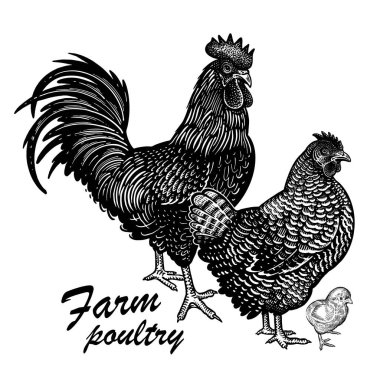 Tavuk, horoz ve tavuk beyaz arka planda izole edilmiş. Evcil kuş. Çiftlik hayvanları serisi. Kümes hayvanlarının vektör çizimi. Siyah beyaz grafikler. Eskiz.
