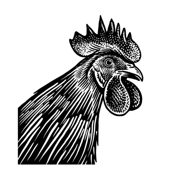 Horoz kafası yakın plan beyaz arka planda izole edilmiş. Evcil kuş. Çiftlik hayvanları serisi. Kümes hayvanlarının vektör çizimi. Siyah beyaz grafikler. Eski bir penis çizimi..