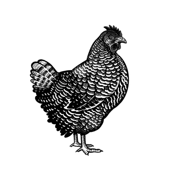 Pollo Isolato Fondo Bianco Uccello Domestico Serie Animali Fattoria Illustrazione — Vettoriale Stock