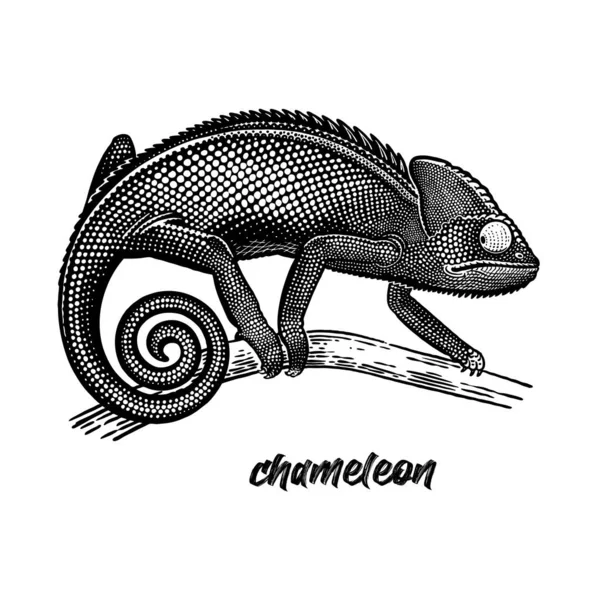 Kameleont Trädgren Vintage Gravyr Stil Vektor Konst Illustration Svart Grafiskt — Stock vektor