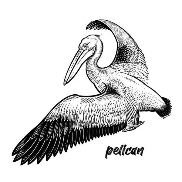 Pelikaan Watervogels Officiële Staatsvogel Van Louisiana Vintage Graveerstijl Vector Art — Stockvector