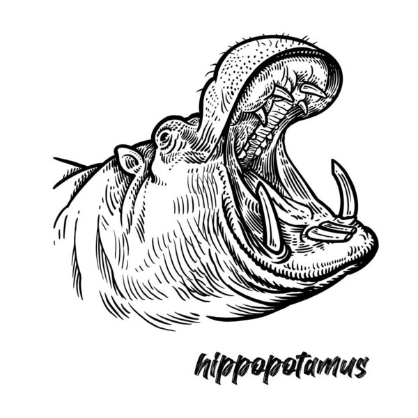 Крупный план головы бегемота с открытым ртом. Животная Африка. Винтажный стиль гравировки. Векторная иллюстрация. Черная графическая изоляция на белом фоне. Дикая природа. Ручной рисунок бегемота. Хищный бегемот.