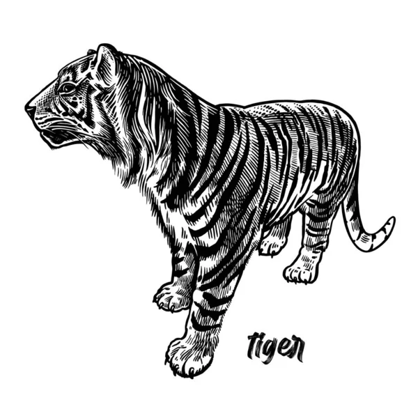 非洲动物系列 老式雕刻风格 矢量艺术图解 白色背景上的黑色图形隔离 是野生动物的目标手绘素描捕食者 — 图库矢量图片