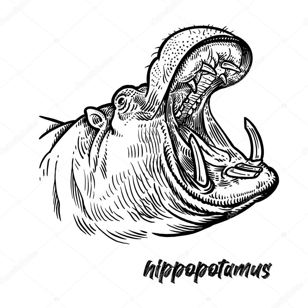 Close-up hippopotamus head with open mouth. Animal Africa. Vintage engraving style. Vector art illustration. Black graphic isolate on white background. Wildlife. Hand drawing hippo. Predator behemoth.