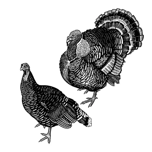 Dos Pavos Granjero Dibujo Gráfico Hecho Mano Grabado Vintage Aves — Vector de stock