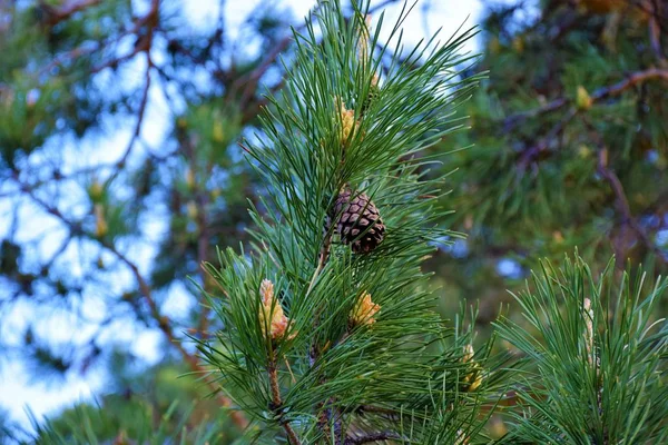 Pine Bloesems Een Dennenbos — Stockfoto
