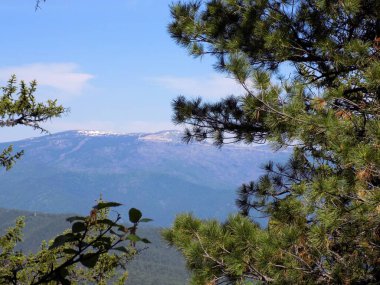 Dağ taiga.güney Sibirya.