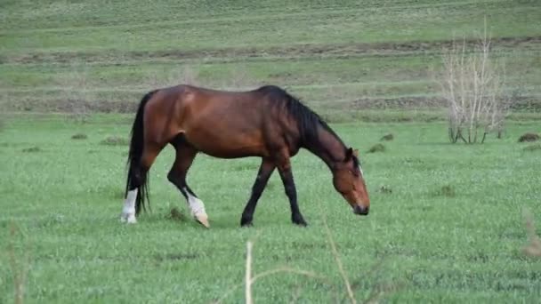 Caballo Pastando Campo — Vídeos de Stock