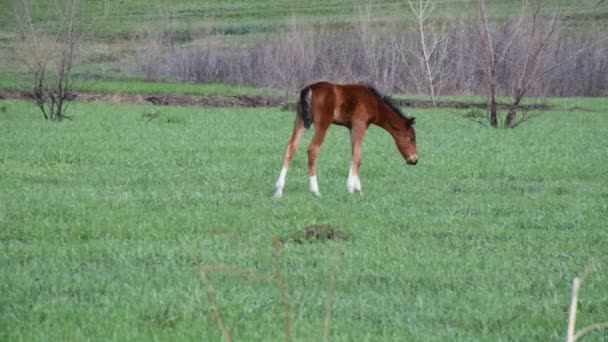 Das Fohlen Liegt Auf Dem Gras — Stockvideo