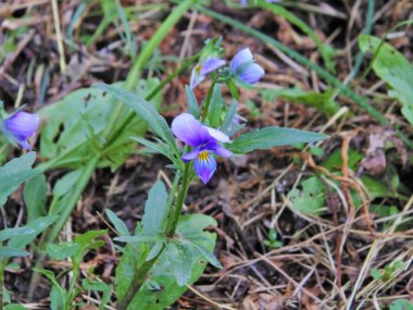 Çiçekler farklı,bahçe ve orman...