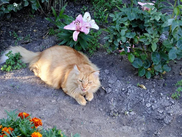 Cat ,flowers and butterfly...