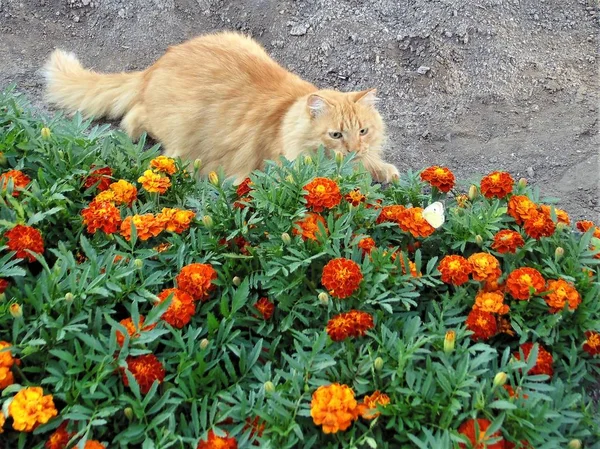 Kedi , çiçek ve kelebek...