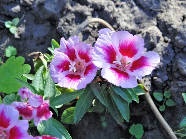 Las Flores Son Diferentes Jardín Bosque —  Fotos de Stock