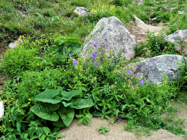 Çiçekler farklı,bahçe ve orman...