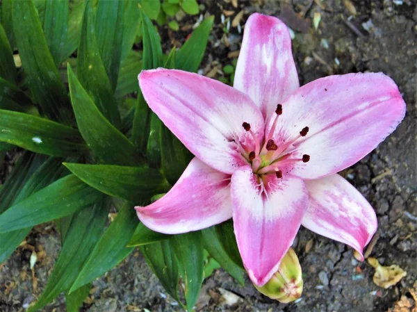 Les Fleurs Sont Différentes Jardin Forêt — Photo