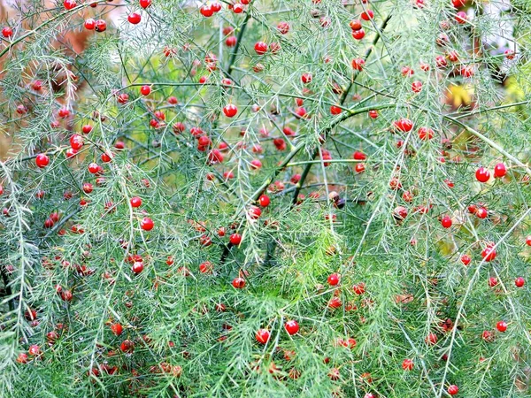 Les Fleurs Sont Différentes Jardin Forêt — Photo