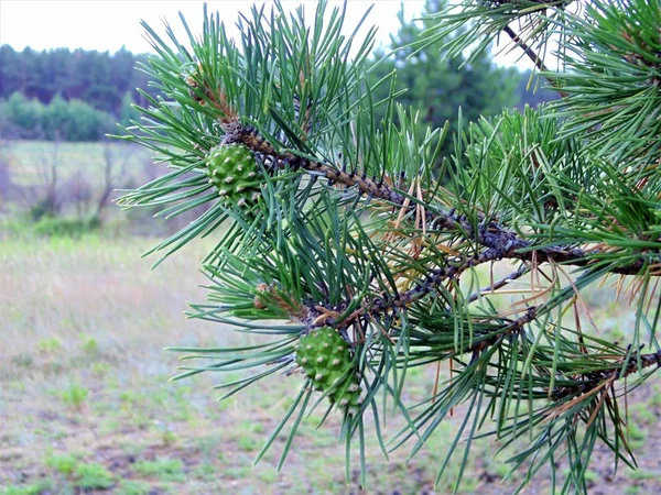 Pine Branches Cones — Stock Photo, Image