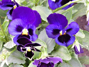 Çiçekler farklı,bahçe ve orman...