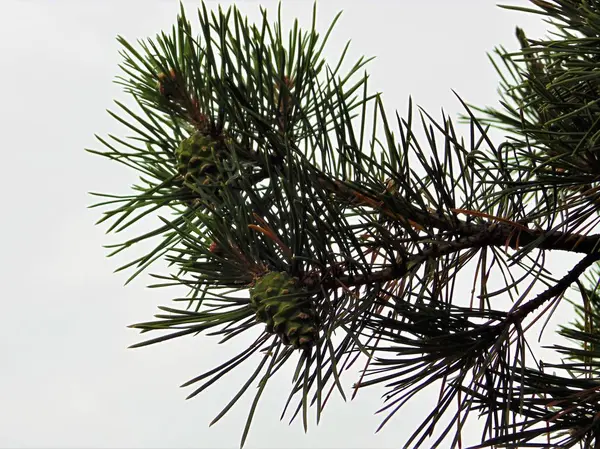 Pine Branches Cones — Stock Photo, Image