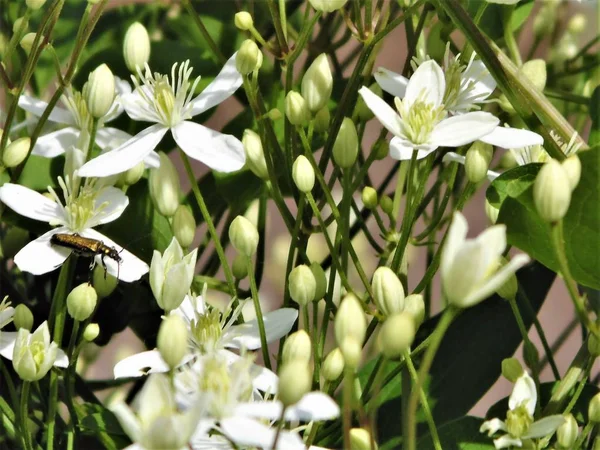 Las Flores Son Diferentes Jardín Bosque —  Fotos de Stock