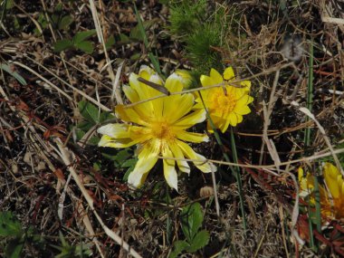 Çiçek... Hakassia.Güney Sibirya.