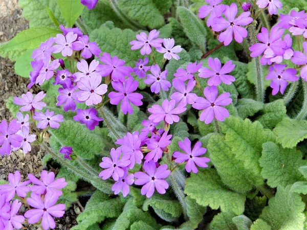 Flowers Khakassia Southern Siberia — Stock Photo, Image