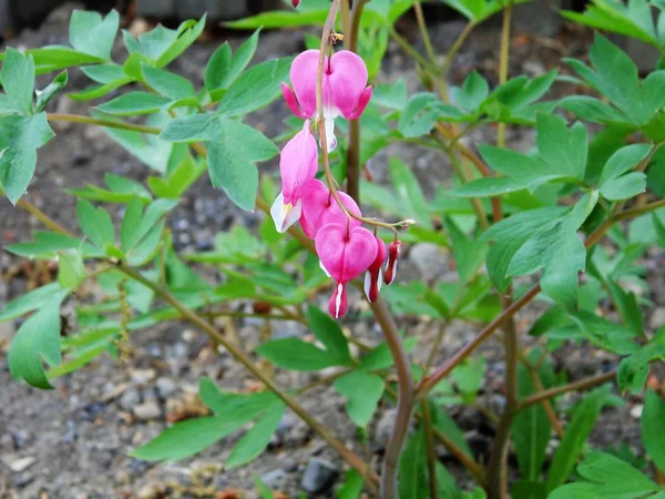 Flores Cachasía Sur Siberia —  Fotos de Stock