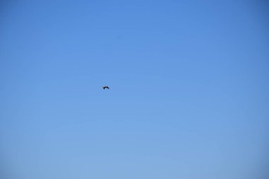 Uybat nehri yakınlarında. Hakassia.