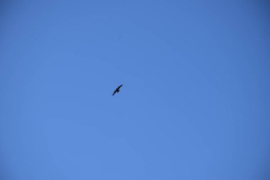 Uybat nehri yakınlarında. Hakassia.