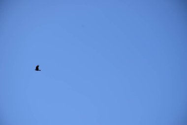 Uybat nehri yakınlarında. Hakassia.