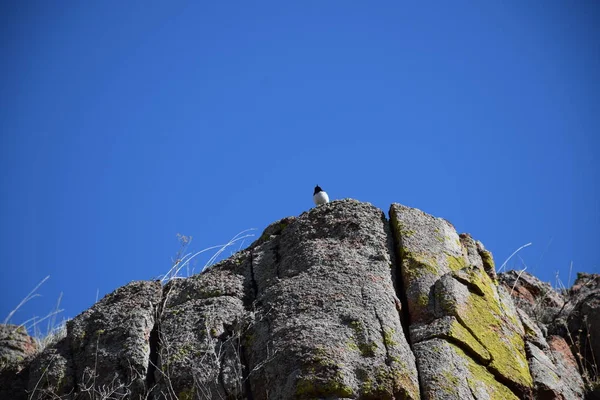 Près Rivière Uybat Khakassia — Photo