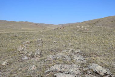 Uybat nehri yakınlarında. Hakassia.