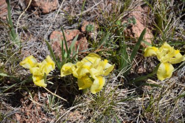 Uybat nehri yakınlarında. Hakassia.