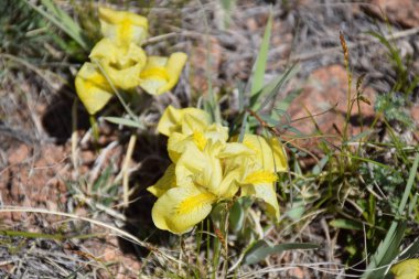 Uybat nehri yakınlarında. Hakassia.
