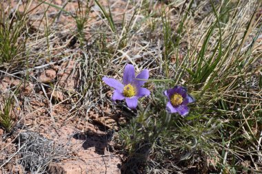Uybat nehri yakınlarında. Hakassia.