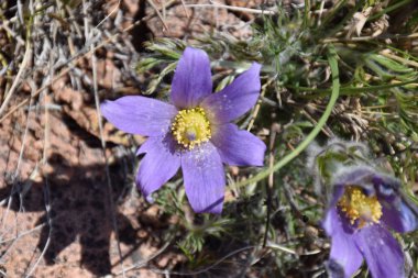 Uybat nehri yakınlarında. Hakassia.