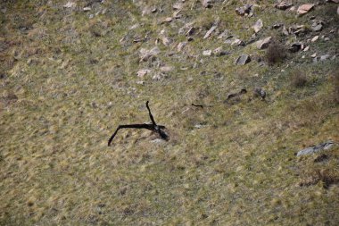 Uybat nehri yakınlarında. Hakassia.