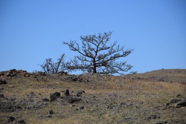 Uybat nehri yakınlarında. Hakassia.