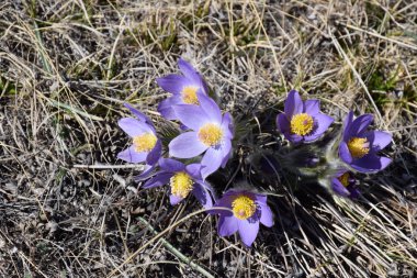 Uybat nehri yakınlarında. Hakassia.
