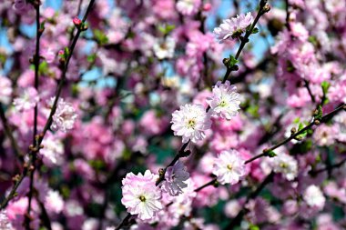 Khakassia 'da kiraz çiçekleri. Güney Sibirya..