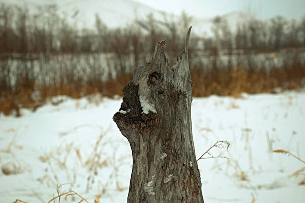 Paysage Khakassie Sibérie Sud — Photo