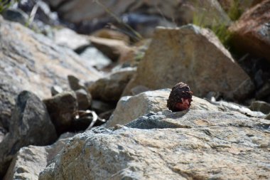 Sayans, Borus Ridge. Dağ manzarası..