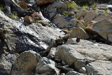 Sayans, Borus Ridge. Dağ manzarası..