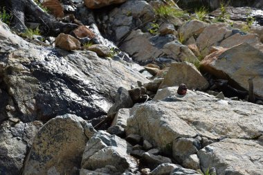 Sayans, Borus Ridge. Dağ manzarası..