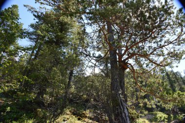 Sayans, Borus Ridge. Dağ manzarası..