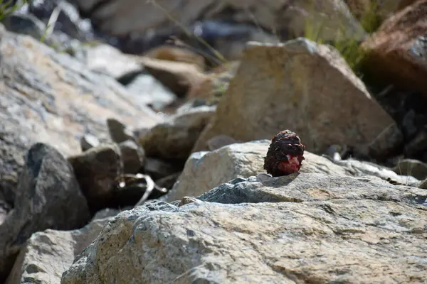 Sayans, Borus Ridge. Dağ manzarası..